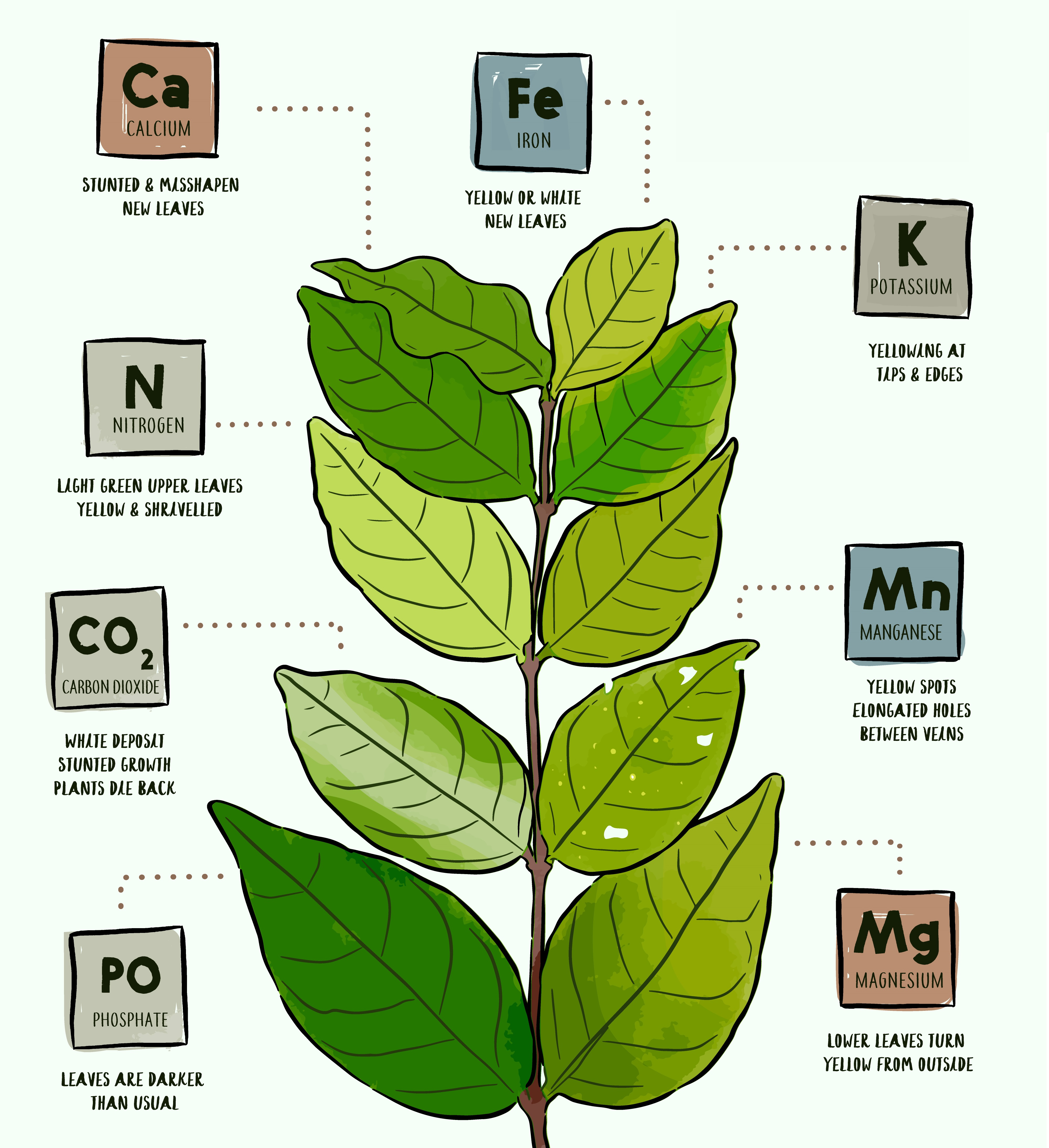 What is nitrogen plant?